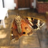 Jersey Tiger Moth 2