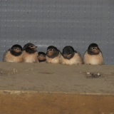 waiting for supper
