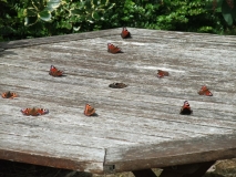 BUTTERFLIES