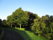 Valley Garden Trees 190814