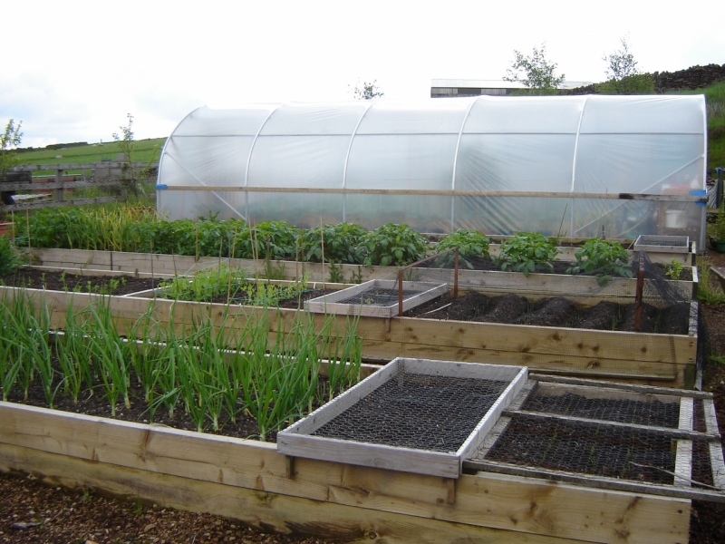 Veggie garden