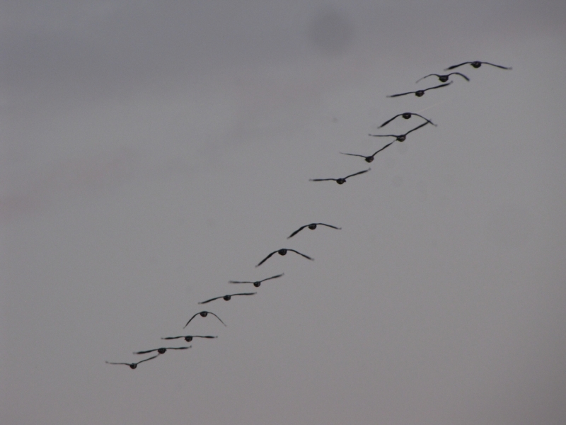 Bank Edge view 9th Sept 2014 016