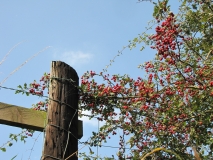 10th Sept 2014 078