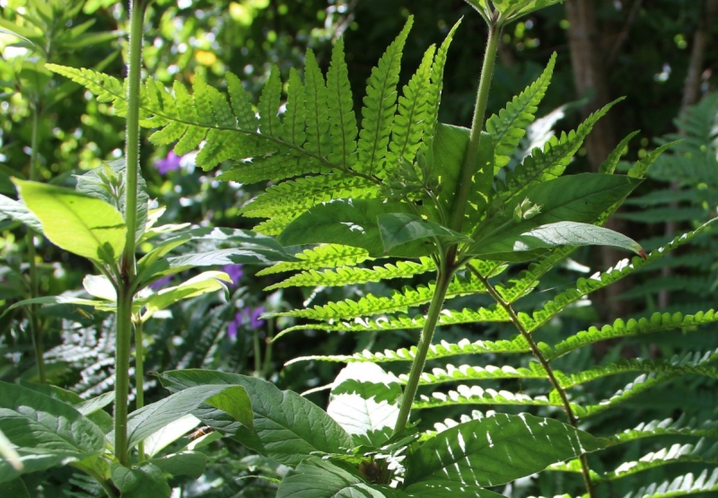 Fern showing sori under fronds