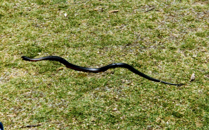 Snakeredbelliedblack