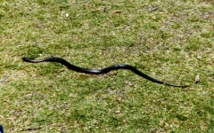 Snakeredbelliedblack