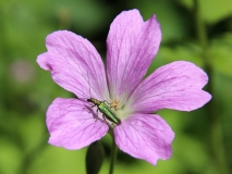 Beetle on geranium