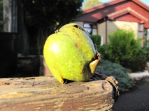 Fruitfulness 5th Oct 2014 002