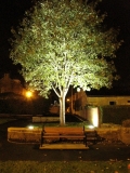 Mem Gardens trees 10th Oct 2014 007