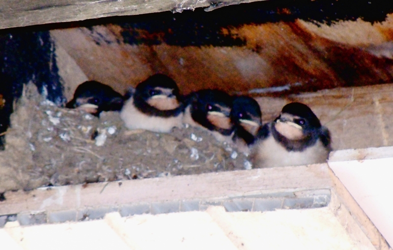 Our first brood