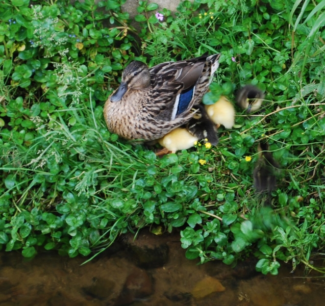 10 ducklings on Earby Beck