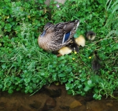 10 ducklings on Earby Beck