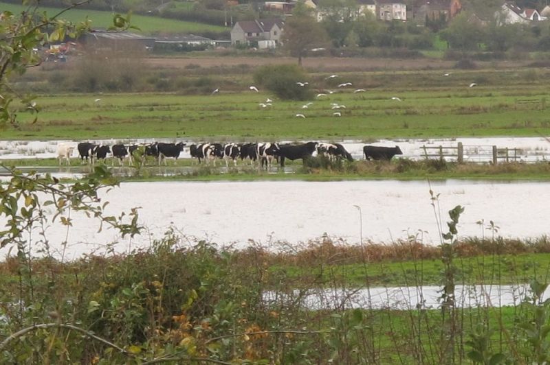 Flooded cows