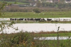 Flooded cows