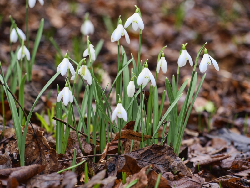 Snowdrops
