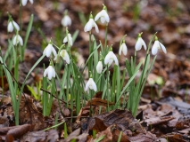 Snowdrops