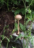 Magic mushroom