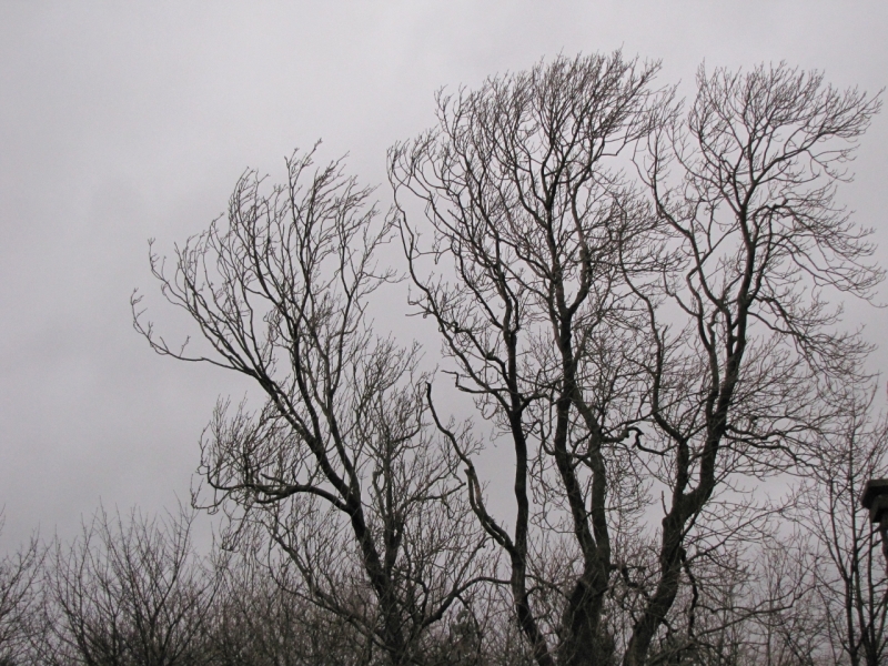 Bank Edge view 22nd Dec 2014 006