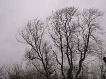Bank Edge view 22nd Dec 2014 006