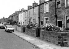 ChapelStreetMonkeyPuzzle824601