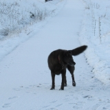 snowy morning 2