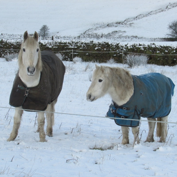snowy morning 3