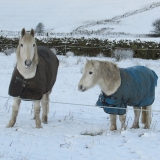 snowy morning 3