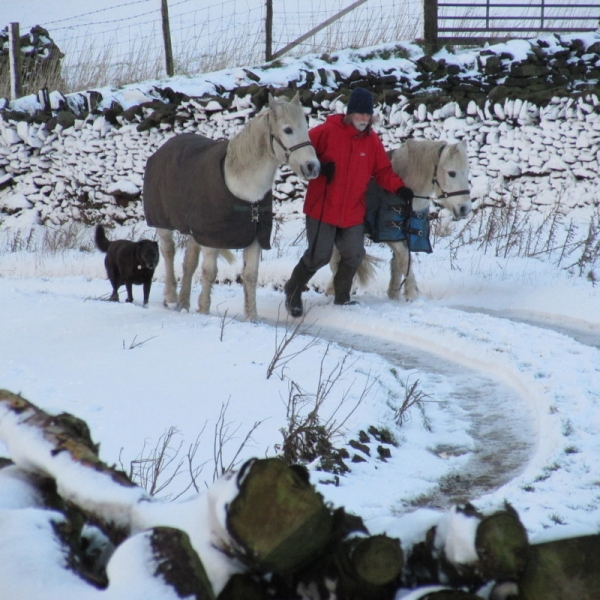 Fetching the ponies 1