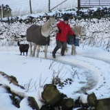 Fetching the ponies 1