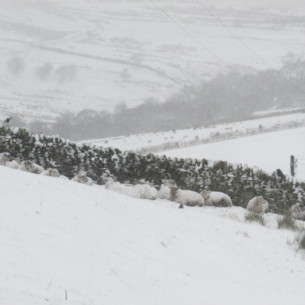 Spot the sheep 01