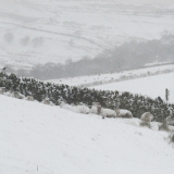 Spot the sheep 01