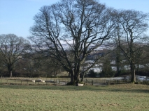 Three trunk junction tree
