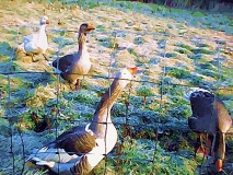 Calf Hall Geese