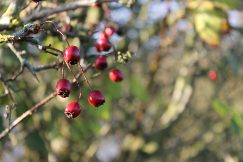 Berries