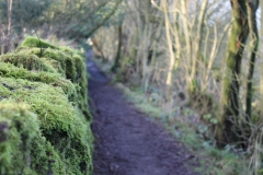 Mossy wall