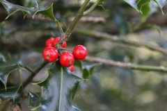 Holly berry