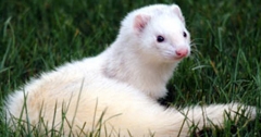 ferret