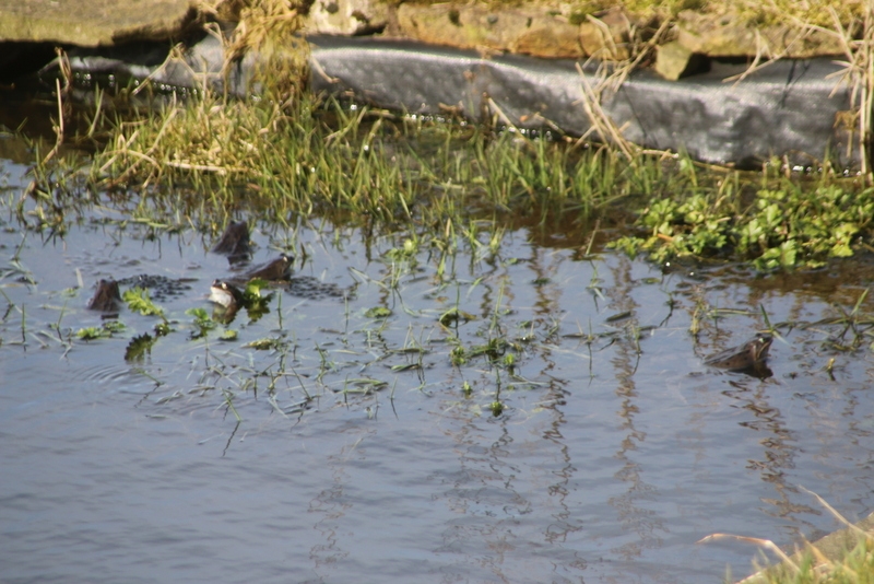 Frog activity day 2