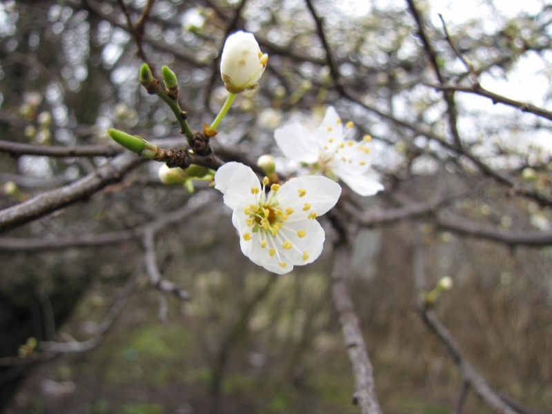 Blossom 15 03 14 002