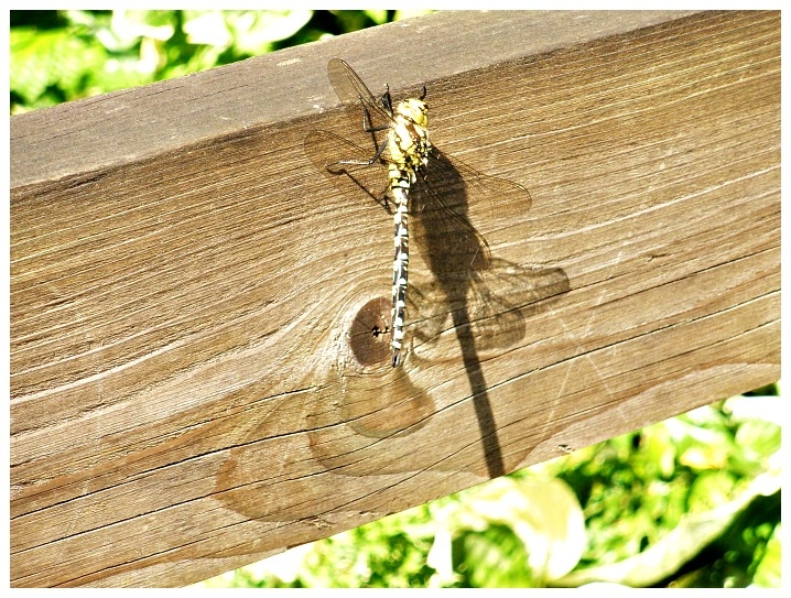 Dragonfly Marsden Park