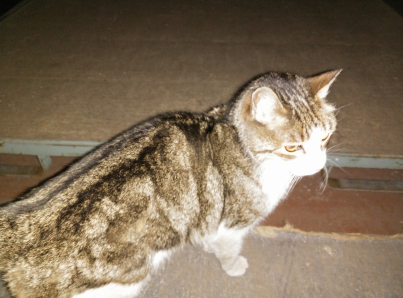 Cat