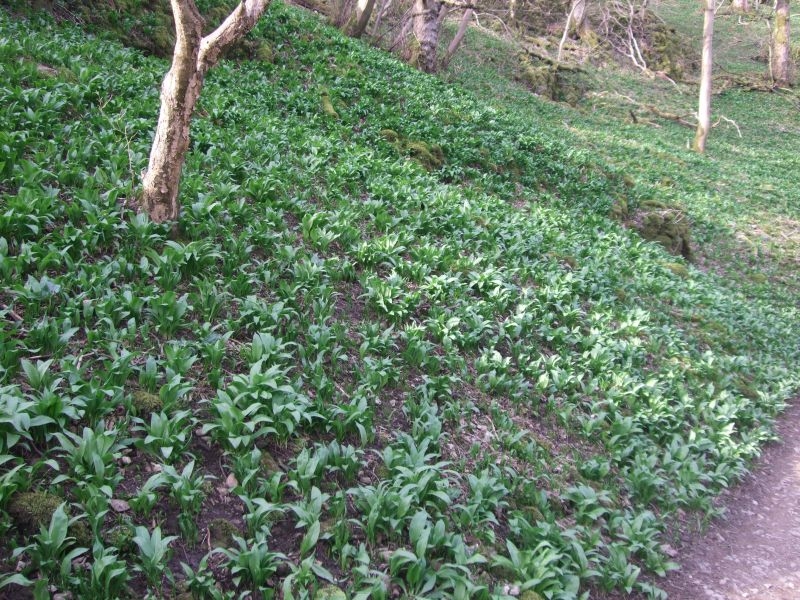 Wild Garlic