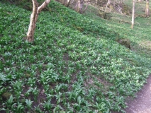 Wild Garlic
