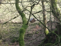 Bee Library1