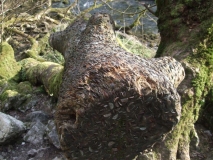 Coin Log2 end view