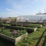 neglected garden 02