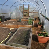 polytunnel