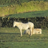 dozy ponies