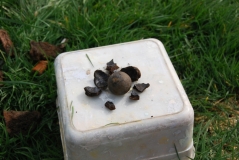 Iron ball