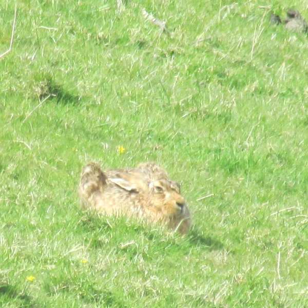 Distant hare
